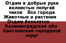 Отдам в добрые руки волнистых попугай.чиков - Все города Животные и растения » Отдам бесплатно   . Калининградская обл.,Светловский городской округ 